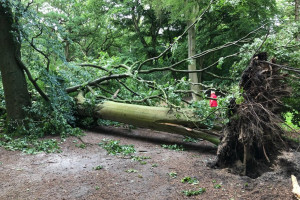 Geen houtige biomassa in Haarlemse warmtenetten